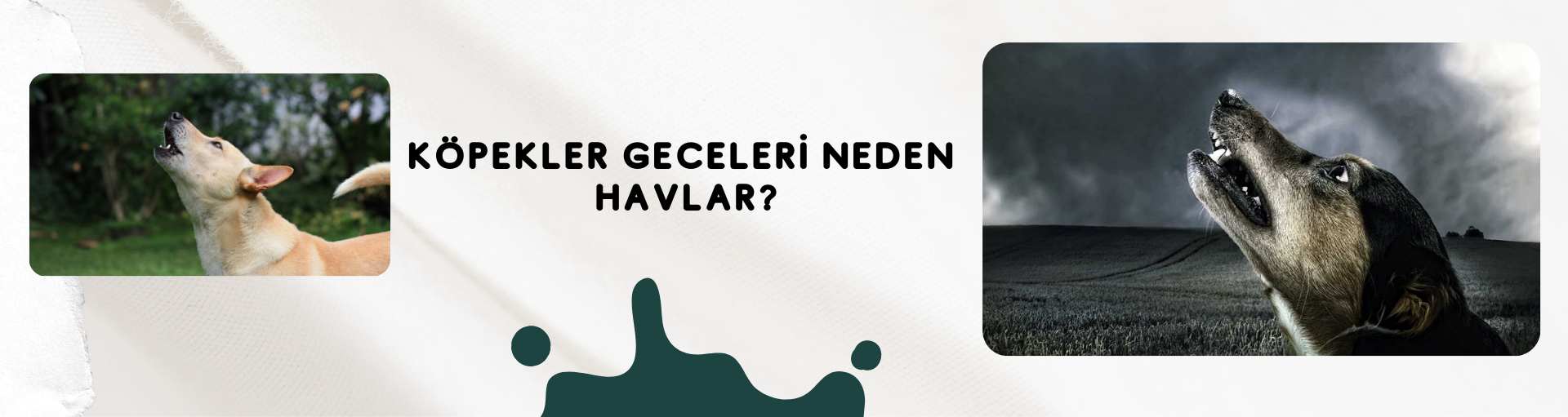 Köpekler Geceleri Neden Havlar?